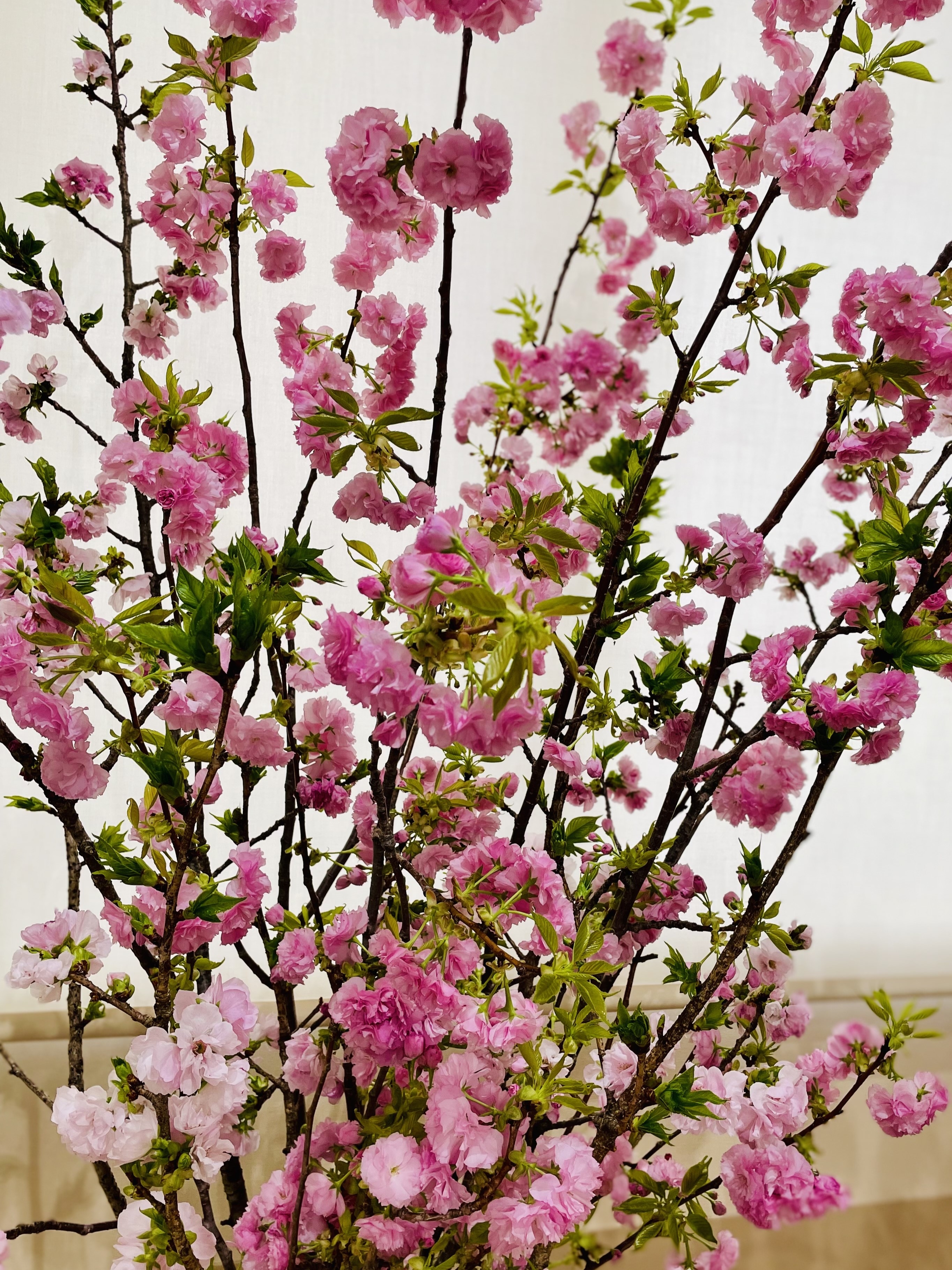 牡丹桜