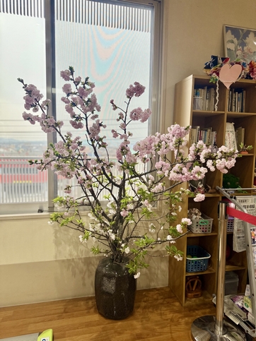 デイジー港南の桜
