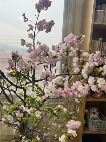 デイジー港南の桜接写