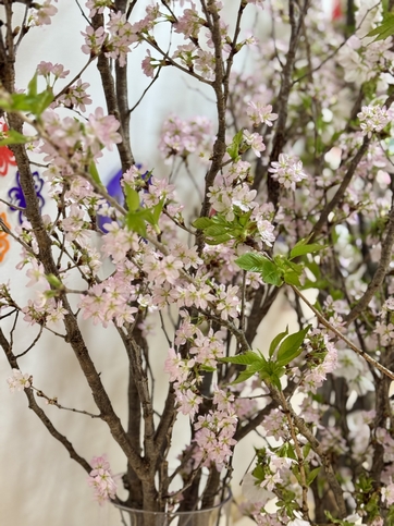 アイリス港南の桜接写