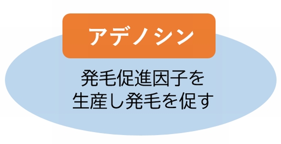 アデノシン