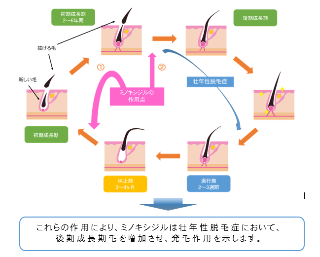 ヘアサイクルとミノキシジルの作用