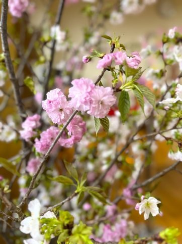 八重桜