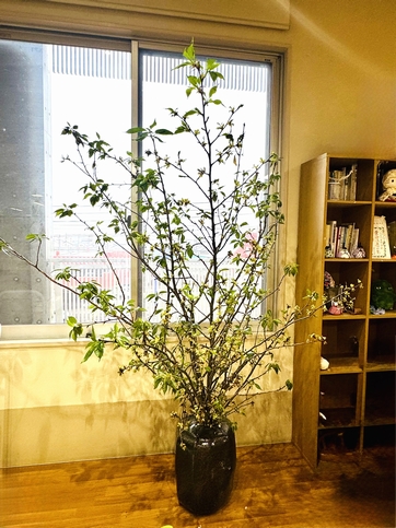 デイジー港南の葉桜